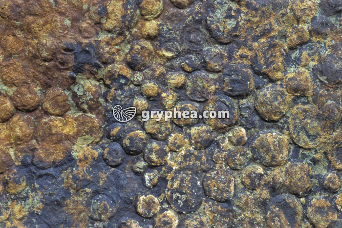 Protohyellia simplex - organisme énigmatique - gryphea.com